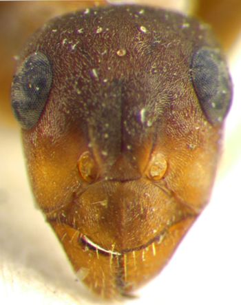 Media type: image; Entomology 28817   Aspect: head frontal view